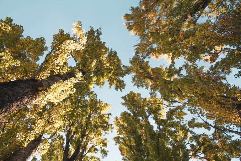 AI for environmental sustainability